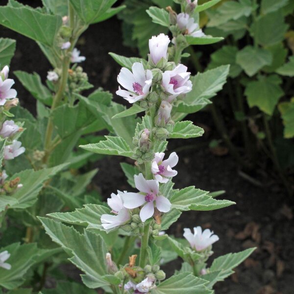 Malvavisco (Althaea officinalis) Orgánico semillas