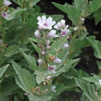 Malvavisco (Althaea officinalis) Orgánico semillas