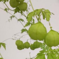 Amor en Bolsa / Bombitas (Cardiospermum halicacabum) orgánico semillas