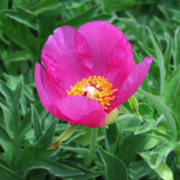 Peonía (Paeonia officinalis ssp. banatica) orgánico semillas