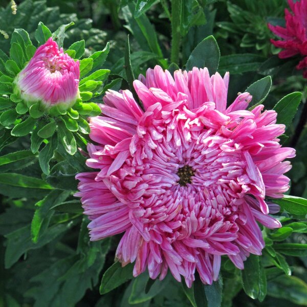 Aster de China (Callistephus chinensis) orgánico semillas