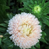 Aster de China (Callistephus chinensis) orgánico semillas