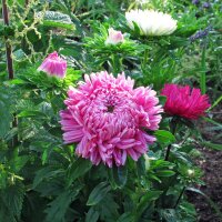 Aster de China (Callistephus chinensis) orgánico semillas