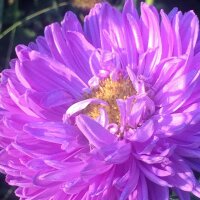 Aster de China (Callistephus chinensis) orgánico semillas