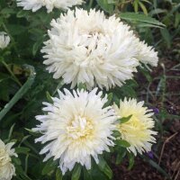 Aster de China (Callistephus chinensis) orgánico semillas