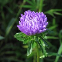 Aster de China (Callistephus chinensis) orgánico semillas