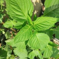 Chía (Salvia hispanica) orgánica semillas