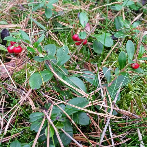 Arándano Rojo (Vaccinium vitis-idaea) orgánico semillas