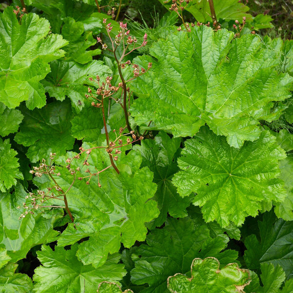 Planta paraguas (Darmera peltata) semillas