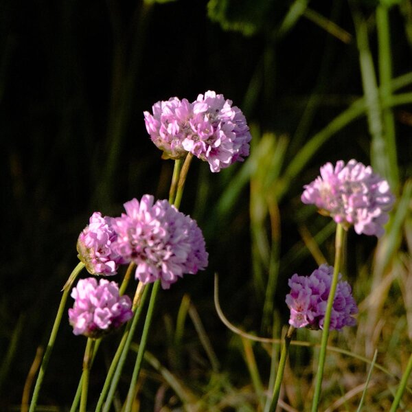 Clavelina de mar (Armeria maritima) semillas