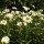Margarita de prado (Leucanthemum vulgare) orgánico semillas