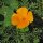 Amapola de California (Eschscholzia californica) orgánico semillas