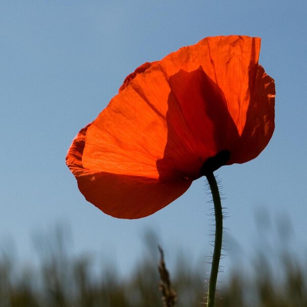 Amapola silvestre (Papaver rhoeas) orgánico semillas