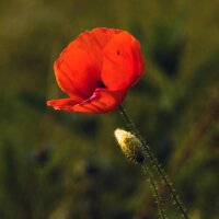 Amapola silvestre (Papaver rhoeas) orgánico semillas