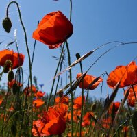 Amapola silvestre (Papaver rhoeas) orgánico semillas