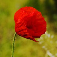 Amapola silvestre (Papaver rhoeas) orgánico semillas