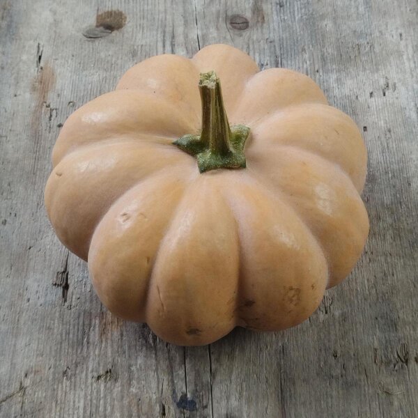 Calabaza moscada Musquée de Provence (Cucurbita moschata) orgánico semillas