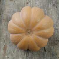 Calabaza moscada Musquée de Provence (Cucurbita moschata) orgánico semillas