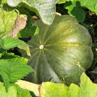 Calabaza moscada Musquée de Provence (Cucurbita moschata) orgánico semillas