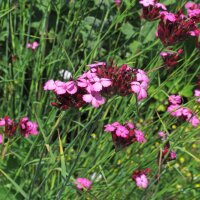 Clavel silvestre, minutisa (Dianthus carthusianorum) orgánico semillas