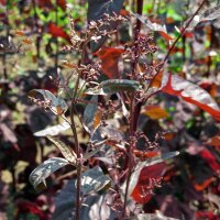 Armuelle rojo (Atriplex hortensis) semillas