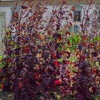 Armuelle rojo (Atriplex hortensis) semillas