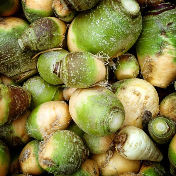 Nabicol "Gelbe aus Friesland" (Brassica napus subsp. rapifera) orgánico semillas