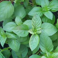 Albahaca de canela mexicana (Ocimum basilicum) orgánica semillas