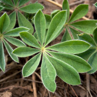 White Lupin (Lupinus albus) semillas