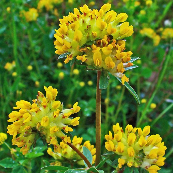 Vulneraria (Anthyllis vulneraria) semillas