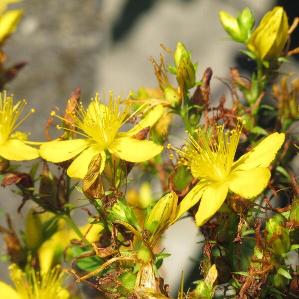 Hierba de San Juan (Hypericum perforatum) orgánica semillas