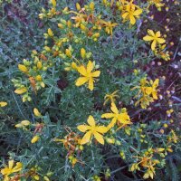 Hierba de San Juan (Hypericum perforatum) orgánica semillas