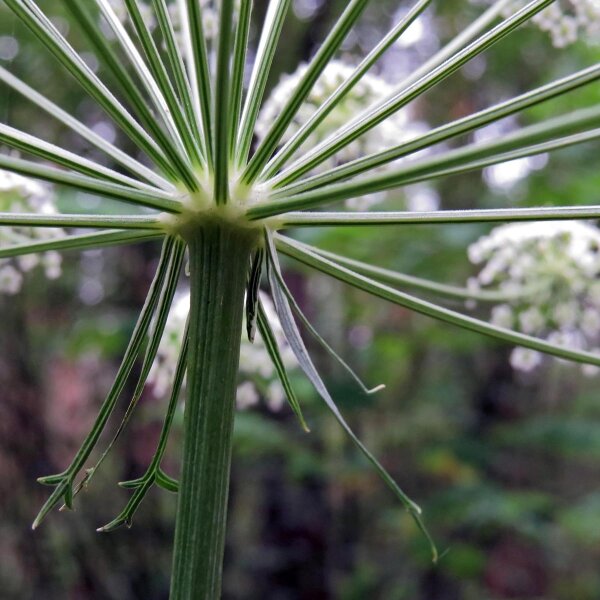Imperatoria (Peucedanum ostruthium) orgánica semillas