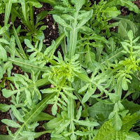 Gualda (Reseda luteola) orgánica semillas