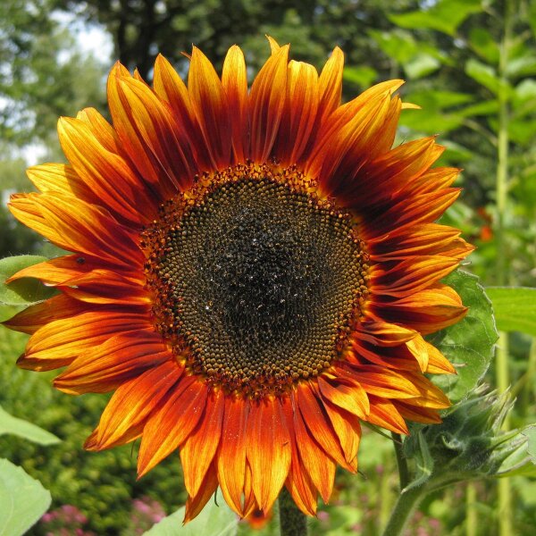 Girasol “Velvet Queen” (Helianthus annuus) orgánico semillas