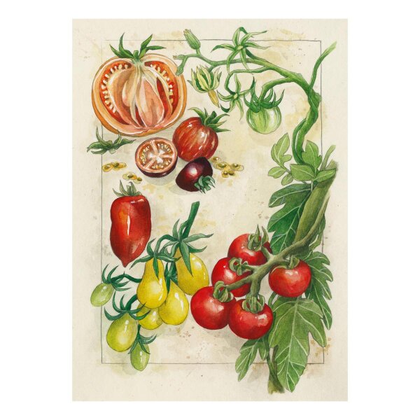 Postcard: TOMATO VARIETY