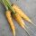 Zanahoria amarilla Jaune Du Doubs (Daucus carota) orgánica semillas