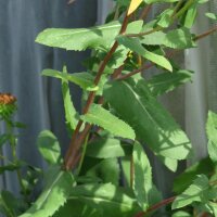 Grindelia (Grindelia robusta) orgánica semillas