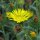 Grindelia (Grindelia robusta) orgánica semillas