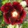 Malvarrosa negra (Alcea rosea var. nigra) orgánica semillas