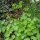 Aguileña común (Aquilegia vulgaris) orgánica semillas