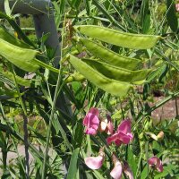 Guisante de olor (Lathyrus odoratus) orgánico semillas