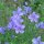 Lino silvestre (Linum perenne) orgánico semillas