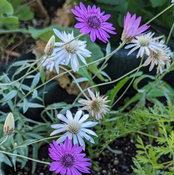 Inmortal (Xeranthemum annuum) orgánica semillas