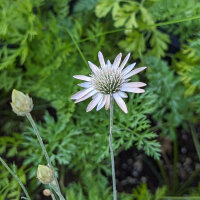 Inmortal (Xeranthemum annuum) orgánica semillas