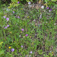 Inmortal (Xeranthemum annuum) orgánica semillas