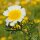 Flor de muerto (Chrysanthemum coronarium) orgánico semillas