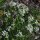 Hierba de cucharas (Cochlearia officinalis) orgánica semillas