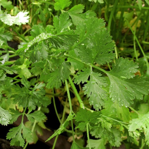 Cilantro de limón Dwarf Lemon (Coriandrum sativum) orgánico semillas