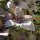 Albahaca morada (Ocimum basilicum) orgánica semillas